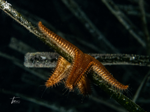 A Spiny Seastar