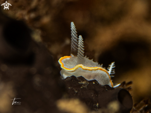 A Diaphorodoris alba