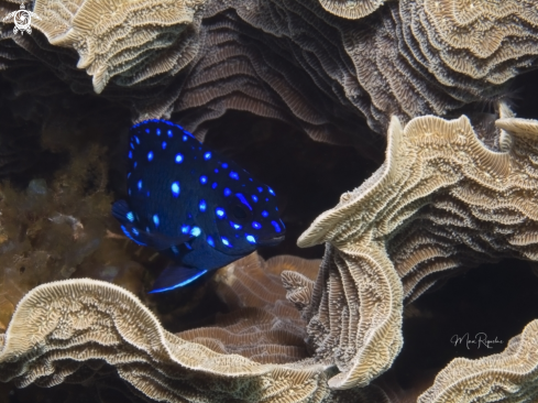 A Yellowtail Damselfish