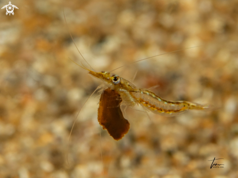 A Floating shrimp