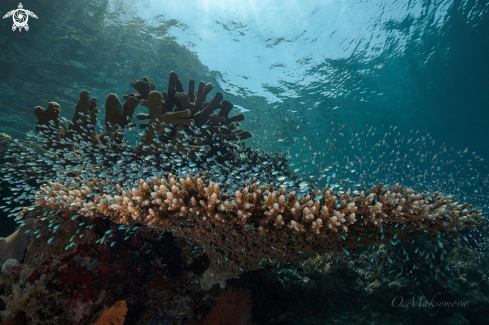 A Table coral is the reliable shelter for the school of Green chromis (Chromis viridis)