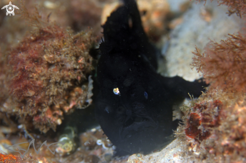 A Striated Anglerfish