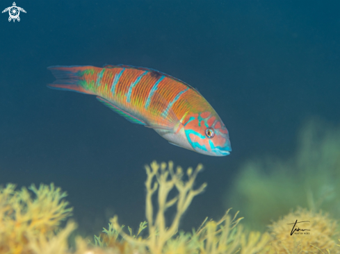 A Mediterranean Rainbow Wrasse