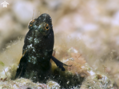 A Emblemaria pandionis | Sailfin Blenny