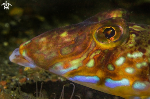 A Common dragonet