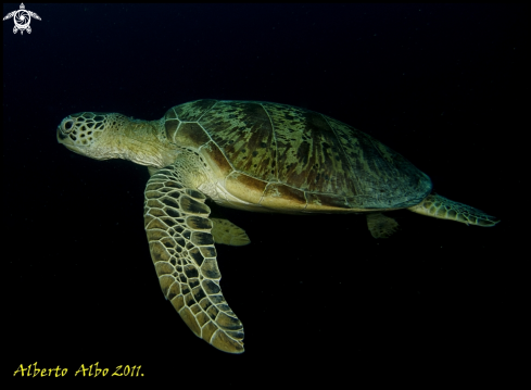 A underwater creature