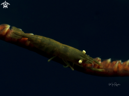 A Pseudopontonides principis | Wire Coral Shrimp