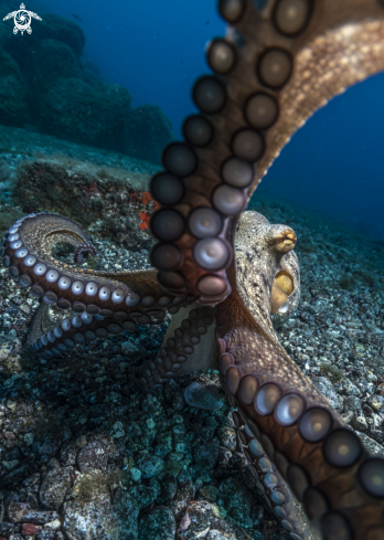 A Common Octopus