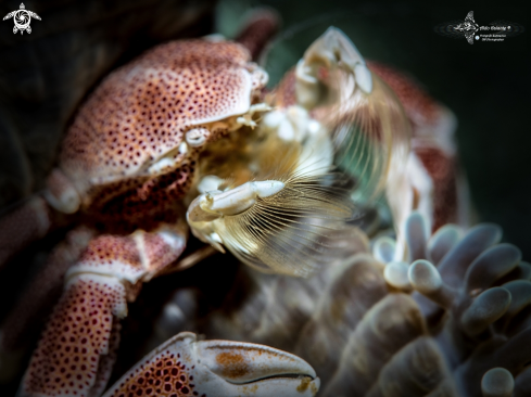 A Neopetrolisthes maculatus (H Milne Edwards, 1837 [in H Milne Edwards, 1834-1840])  | Porcelain Crab