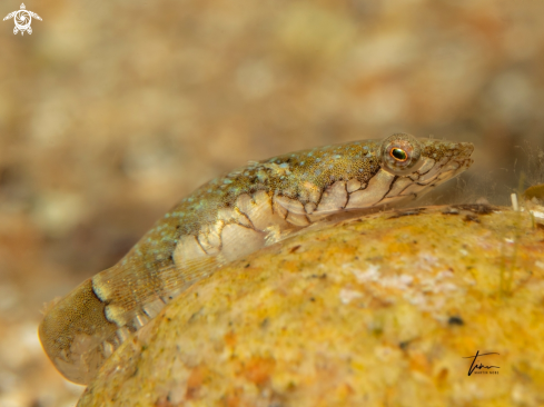 A Clingfish