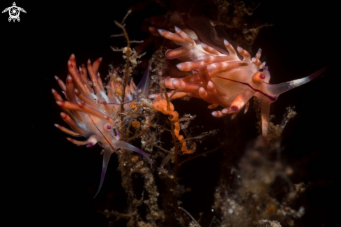 A Flabellina  sp