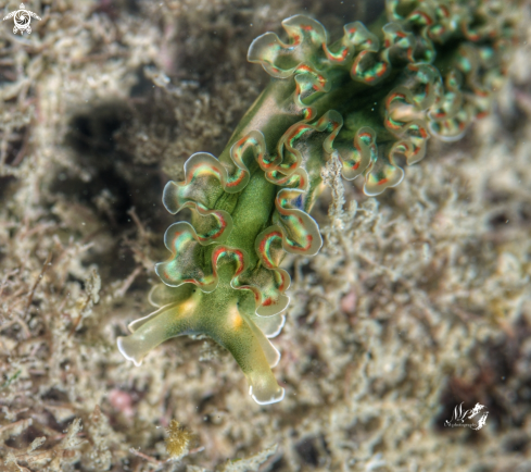 A Lettuce sea slug 