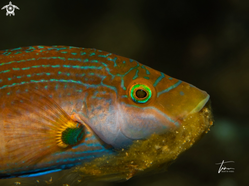 A Mediterranean Lipfish