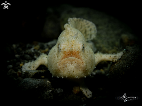 A Antennarius hispidus (Bloch & Schneider, 1801)  | Frogfish