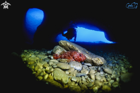 A Scorpionfish