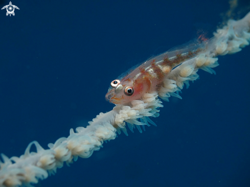 A Goby