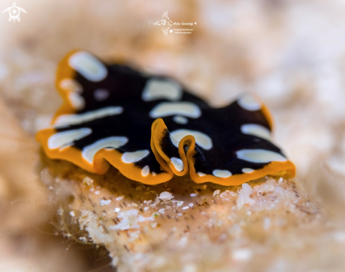 A Pseudoceros scintillatus (Newman & Cannon, 1994) | Flatworm