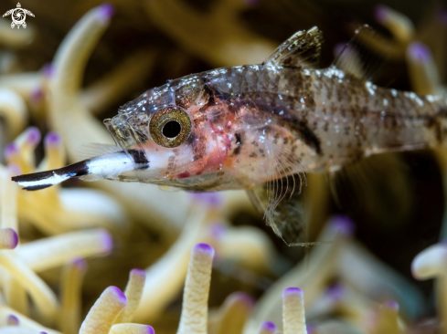 A Cardinal Fish Eating Clownfish