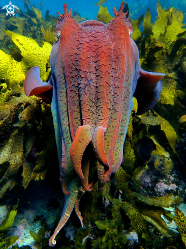 A Australian giant cuttlefish