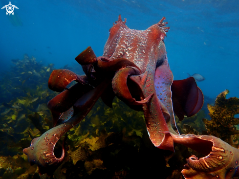 A Australian giant cuttlefish