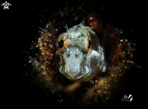 A Seaweed blenny