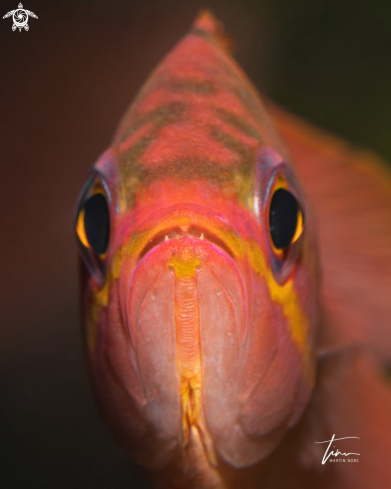 A Anthias anthias | Swallowtail Perch