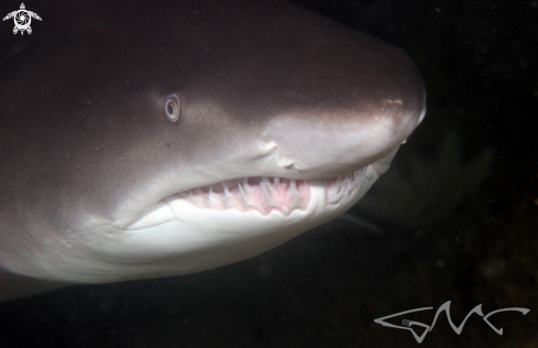 A Grey Nurse Shark (Sand Tiger US)