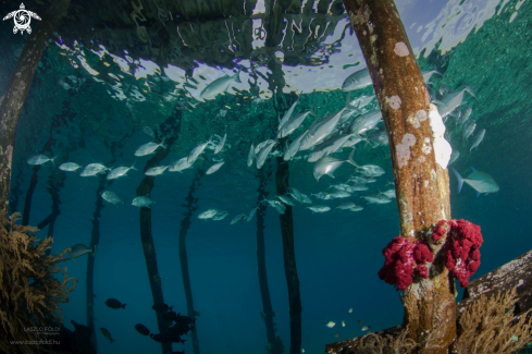 Life under the jetty