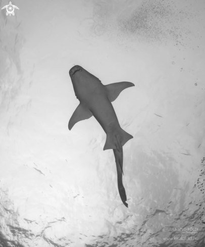 A Nurse Shark 