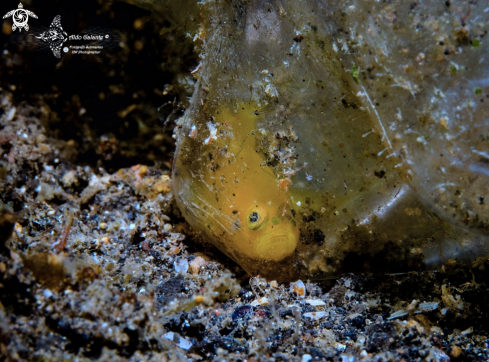 A Yellow Pygmy Goby