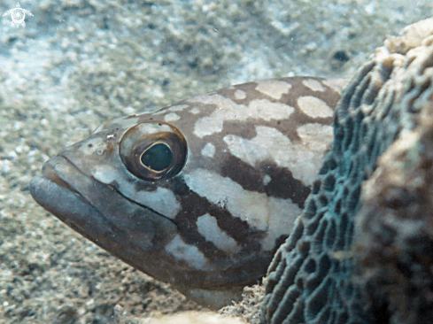 A grouper