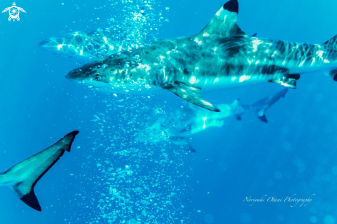 A Carcharhinus melanopterus | The blacktip reef shark 