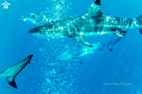 A The blacktip reef shark 