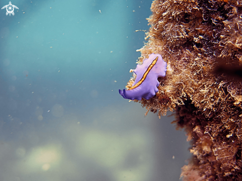 A Sea bunny