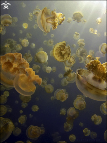 A Mastigias papua | Golden Jellyfish