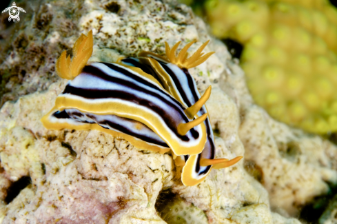 A Chromodoris Quadricolor