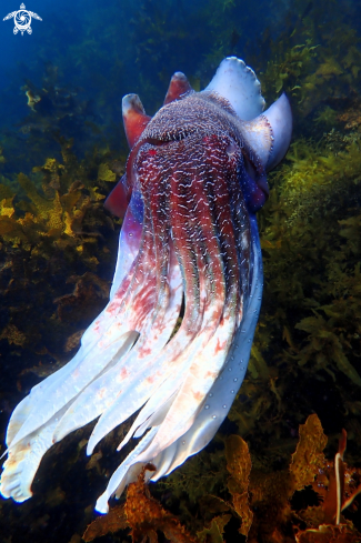 A Australian giant cuttlefish