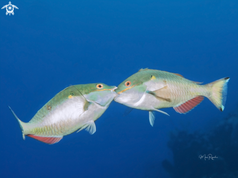 A Sparisoma aurofrenatum | Redband Parrotfish