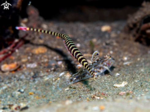 A Banded Pipefish with Eggs
