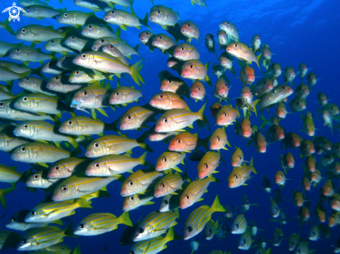 A Mulloides vanicolensis | Yellowfin goatfish