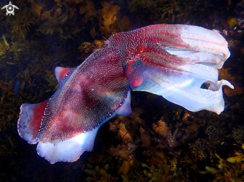 A Australian giant cuttlefish