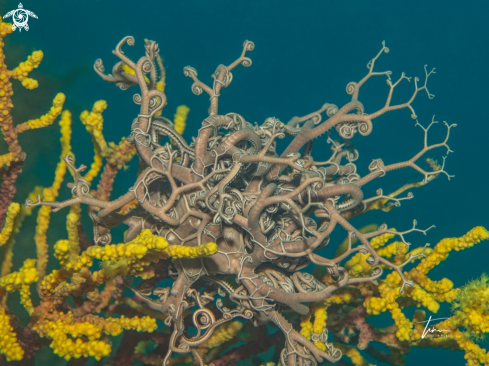 A Astrospartus mediterraneus | Basket star