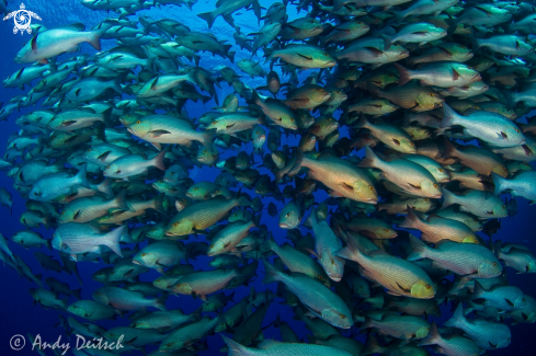 A Bohar, Two-Spot or Red Snapper