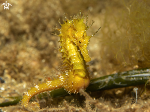 A Hippocampus guttulatus | Seahorse