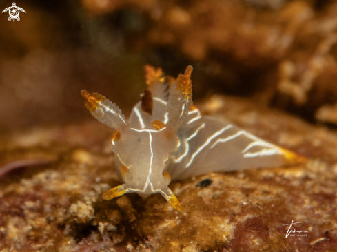 A Trapania lineata | Trapania lineata