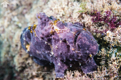 A Antennarius commerson (Lacepède, 1798) |  Commerson's frogfish