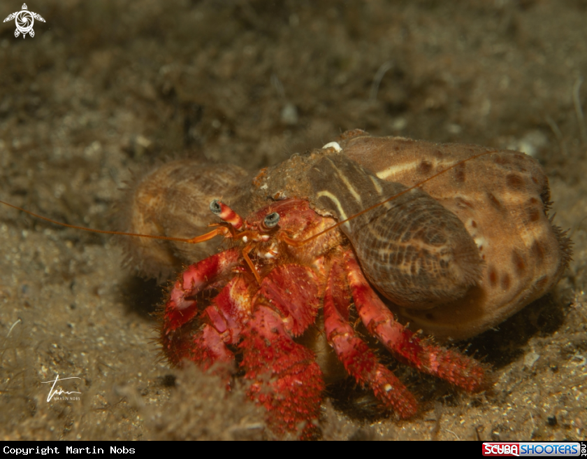 A Red Hermit crab