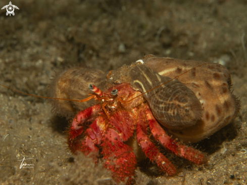 A Dardanus calidus | Red Hermit crab