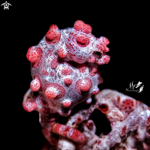 A Pygmy seahorse