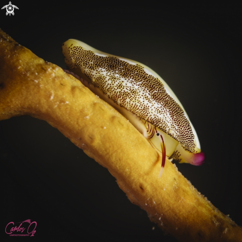 A Simnia spelta | Gorgonian snail